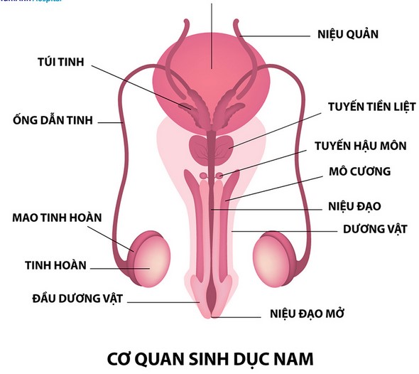 Tắc ống dẫn tinh nguyên nhân, triệu chứng và cách điều trị