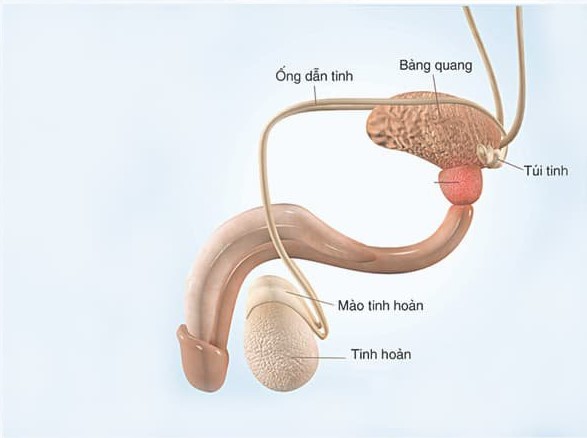 Viêm tắc ống tinh gây nguy hiểm gì cho người bệnh?